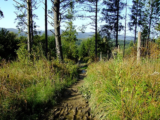 W drodze na Smerek z Kalnicy