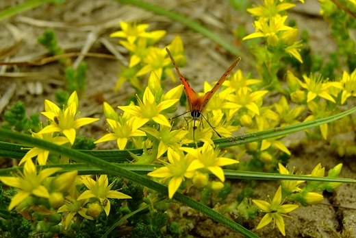 Motyl z rodziny Modraszkowate - Lycaenidae