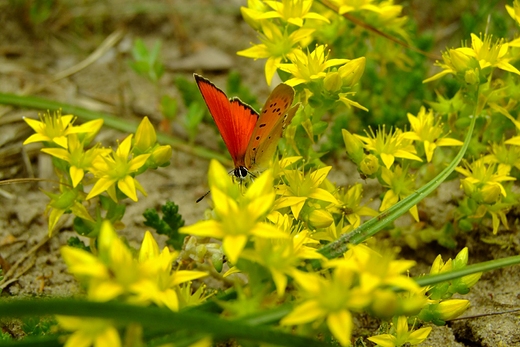 Motyl z rodziny Modraszkowate - Lycaenidae