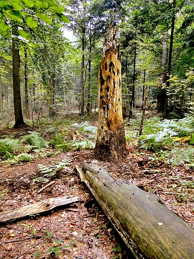 Jeleniowski Park Krajobrazowy