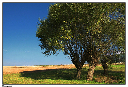 Przespolew - pola uprawne