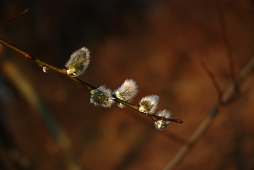 Wiosna nad stawami