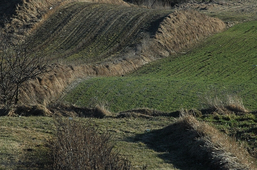 Grocholice - skrawki przyrody