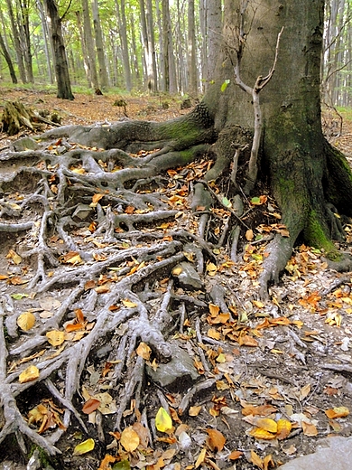 witokrzyski Park Narodowy - Rezerwat ysica