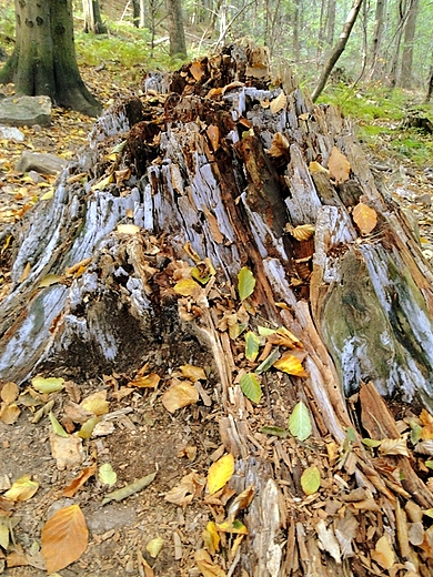 witokrzyski Park Narodowy - Rezerwat ysica