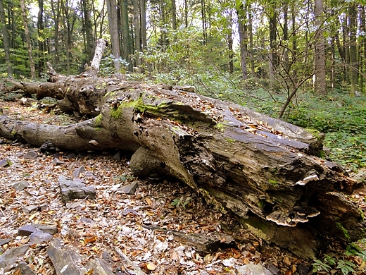 witokrzyski Park Narodowy - Rezerwat ysica