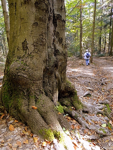 witokrzyski Park Narodowy - Rezerwat ysica