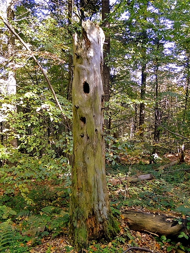 witokrzyski Park Narodowy - Rezerwat ysica