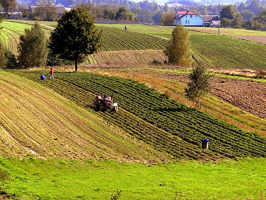 Podlesie - okoliczne pola