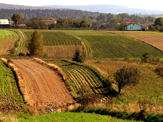 Podlesie - okoliczne pola