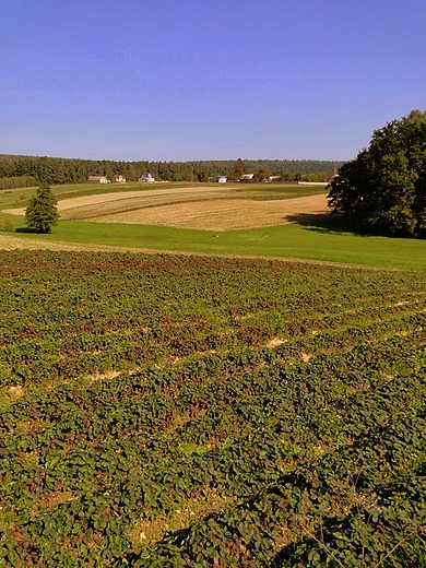 Podlesie - okoliczne pola