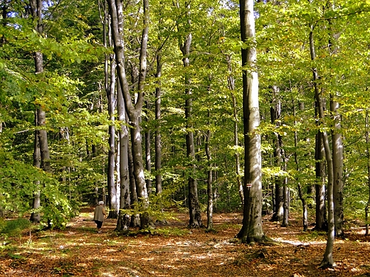 witokrzyski Park Narodowy