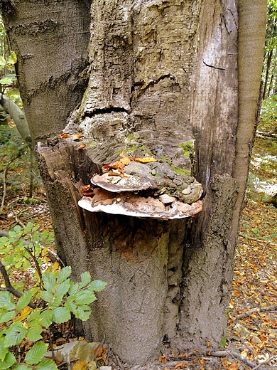 witokrzyski Park Narodowy