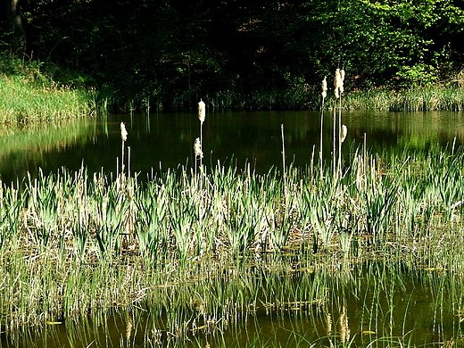 Barlinecko Gorzowski Park Krajobrazowy