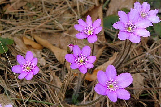 Wiosna na Bruszni 3.04.2011