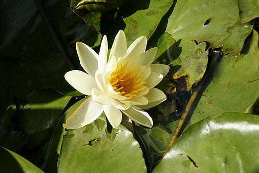 Jezioro Barlineckie