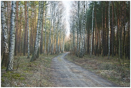 Bedlenki. Bory Tucholskie