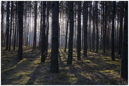 Bedlenki. Bory Tucholskie