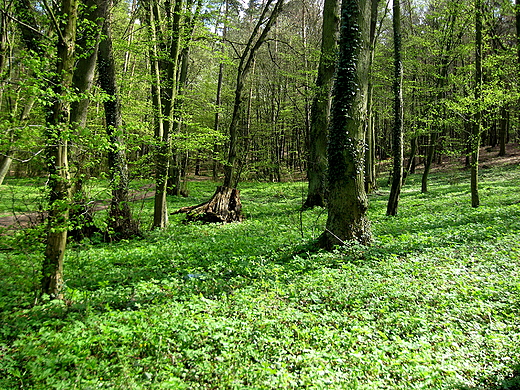 Dolina Poni okolice Barlinka