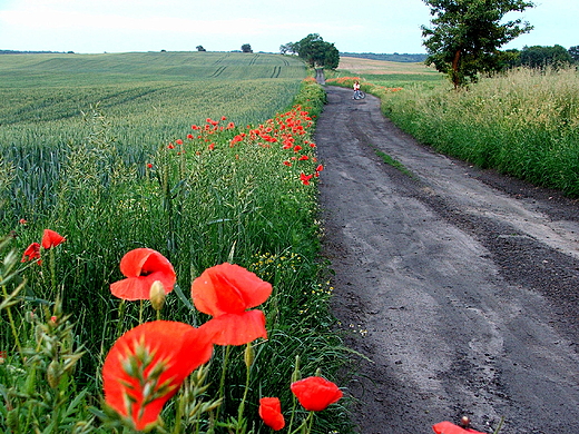 Pola  okolice Barlinka