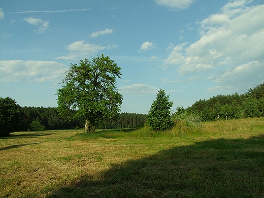 Po sianokosach. Ciemniki