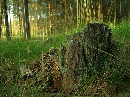 Zmurszay pniak. Bory Tucholskie