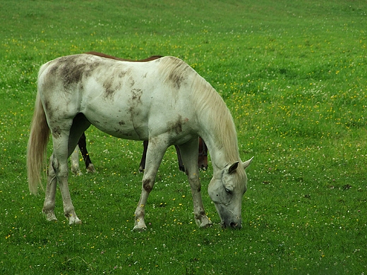 Konie w Szumicej