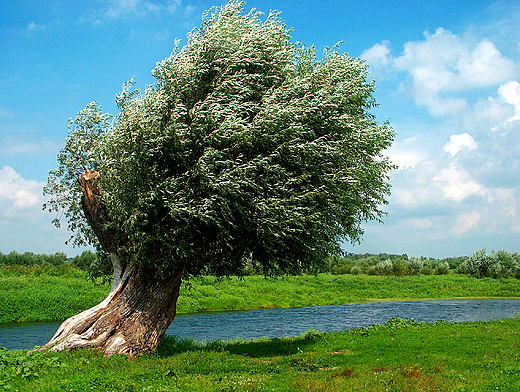 Wierzba nad Postomi. Okolice Soska