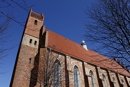 arnowiec - koci