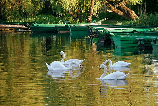 Jezioro Barlineckie