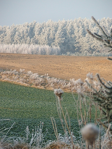 Barlinek -zimowe pola w okolicy