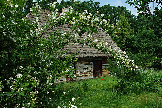 Muzeum Wsi Radomskiej. Kwitncy jamin