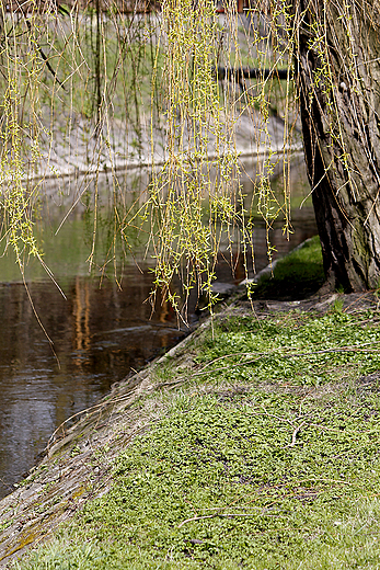 Grudzidz - wiosna w ogrodzie botanicznym