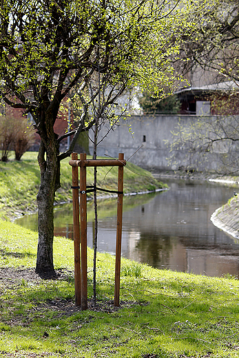 Grudzidz - wiosna nad Trynk