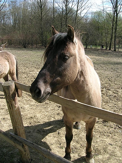 Skansen w Chorzowie