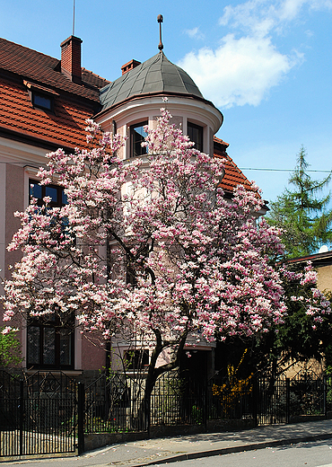 Cieszyńskie magnolie.
