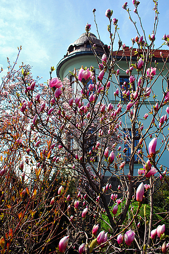 Cieszyskie magnolie.