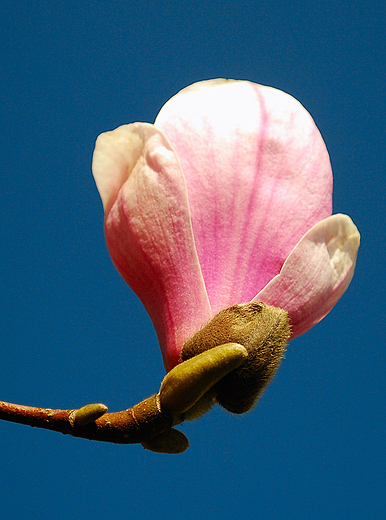 Cieszyskie magnolie.