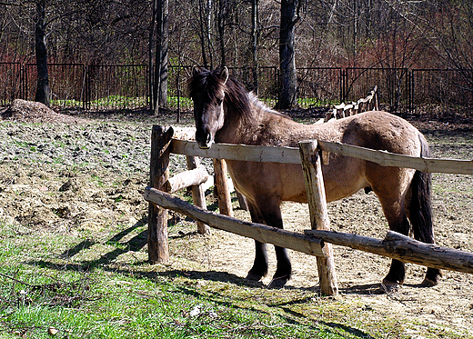 Grnolski Park Etnograficzny w Chorzowie.