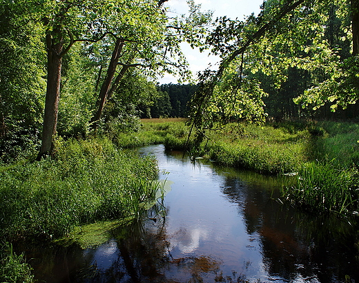 Zagodonka. Puszcza Kozienicka