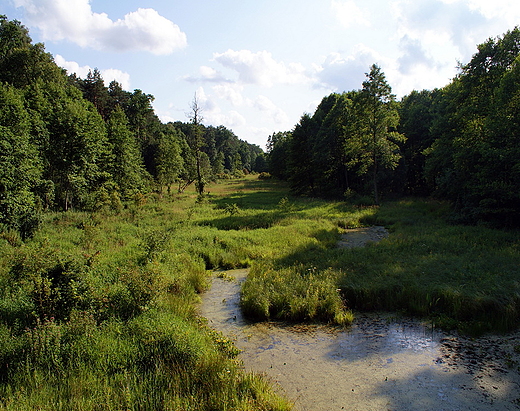 Krlewskie rda. Dolina Zagodonki