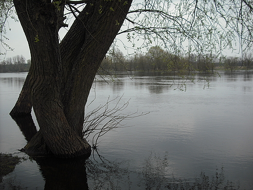 Narew w Putusku.