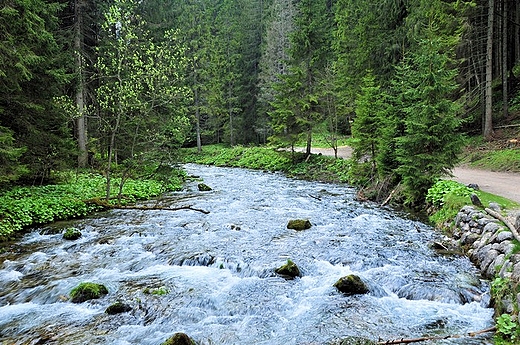Kocieliska