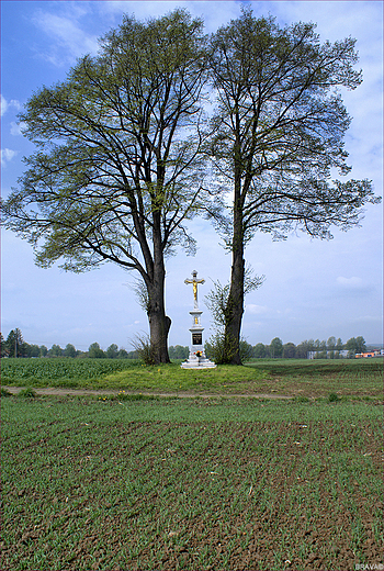 Polskie kapliczki - TYLKO W POLU BIAY KRZY, NIE PAMITA JU KTO POD NIM PI... - krzy w  polach - Czechowice Dziedzice