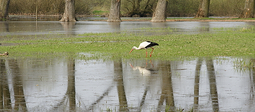 Park Ujcia Warty