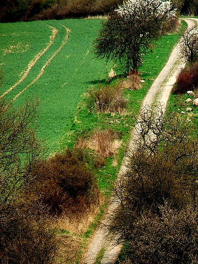 Dolina Poni okolice Barlinka