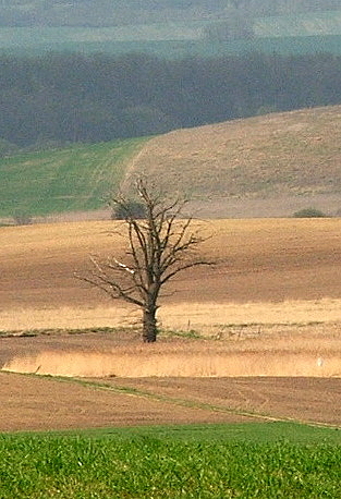 Dolina Poni okolice Barlinka