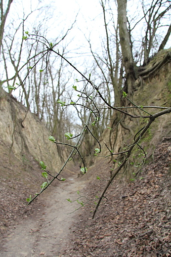 sandomierskie klimaty - Wwz Krlowej Jadwigi