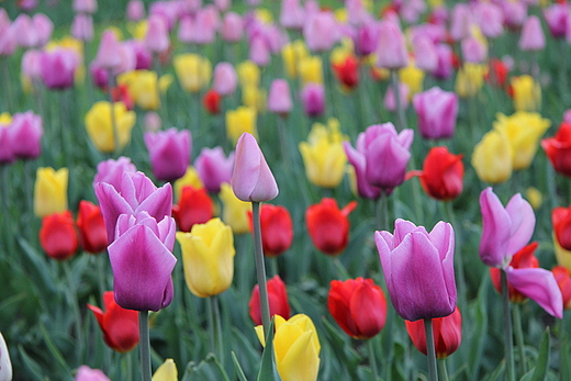 pole tulipanw