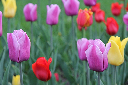 pole tulipanw